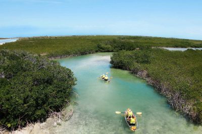 Blue Haven Resort Experiences - Mangrove ECO Tour